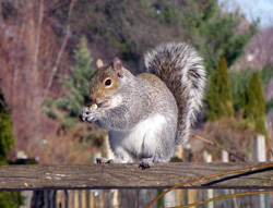 Clemson squirrel
