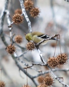 Missouri goldfinch