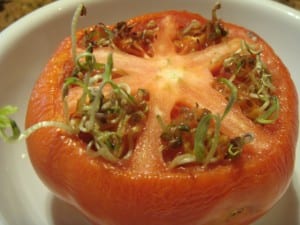 seeds-sprouting-inside-tomato-vivipary-2