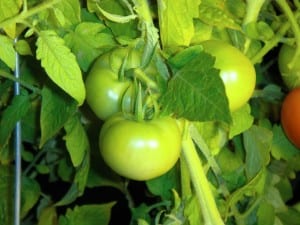 small green tomato